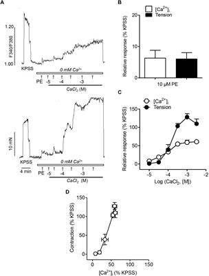 Role of Phosphatidylinositol 3-Kinase (PI3K), Mitogen-Activated Protein Kinase (MAPK), and Protein Kinase C (PKC) in Calcium Signaling Pathways Linked to the α1-Adrenoceptor in Resistance Arteries